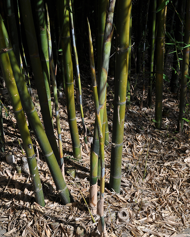 Bambu Rise Tree SelecTree: A Tree Selection Guide