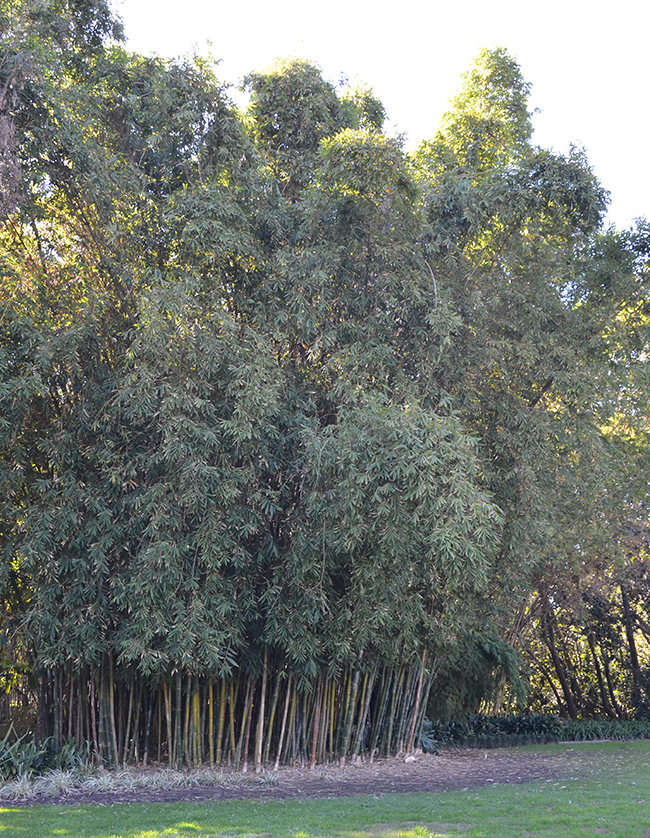Bambu Rise Tree SelecTree: A Tree Selection Guide