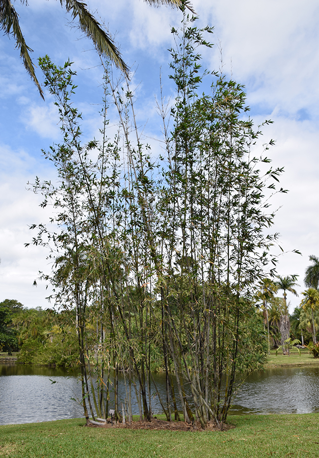 Bambu Rise Tree SelecTree: A Tree Selection Guide