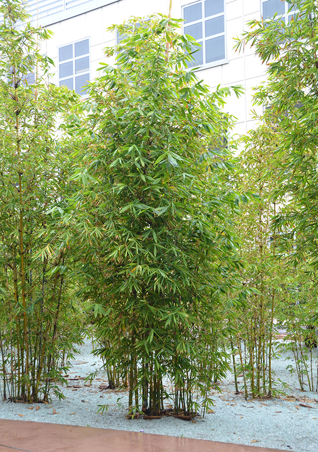 Bambu Rise Tree SelecTree: A Tree Selection Guide