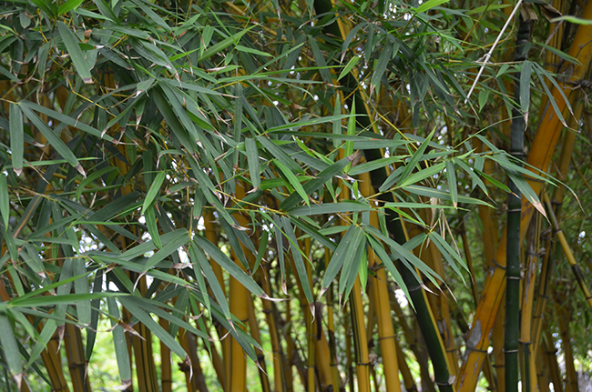 Bambu Rise Tree SelecTree: A Tree Selection Guide