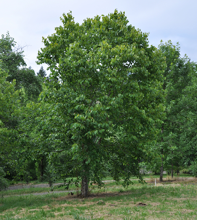 SelecTree: A Tree Selection Guide