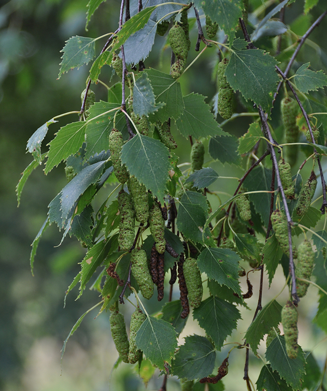 SelecTree: A Tree Selection Guide