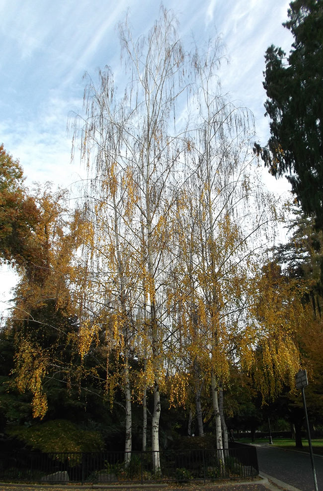 SelecTree: A Tree Selection Guide