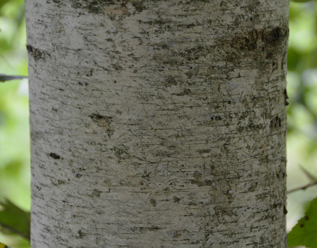 SelecTree: A Tree Selection Guide