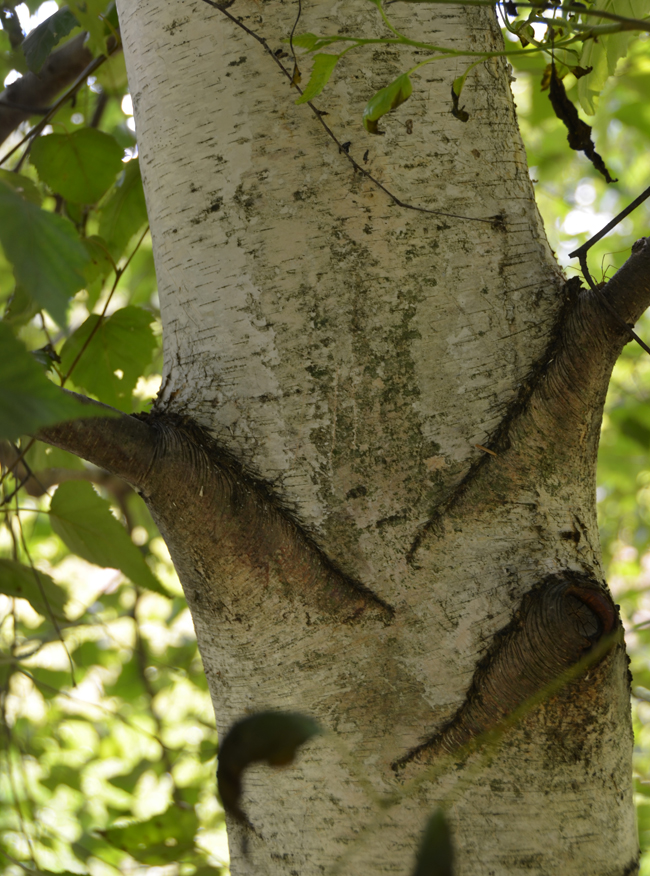 SelecTree: A Tree Selection Guide
