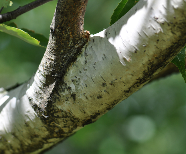 SelecTree: A Tree Selection Guide