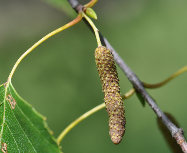 SelecTree: A Tree Selection Guide