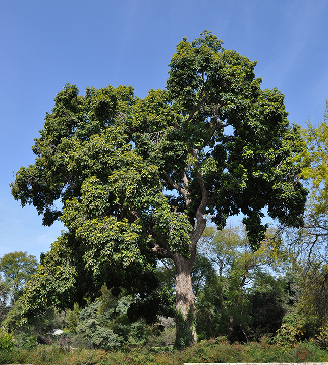 Bionj Tree SelecTree: A Tree Selection Guide