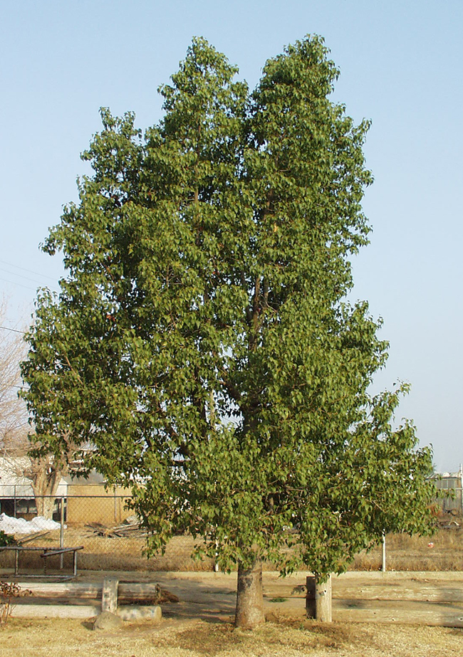 SelecTree: A Tree Selection Guide