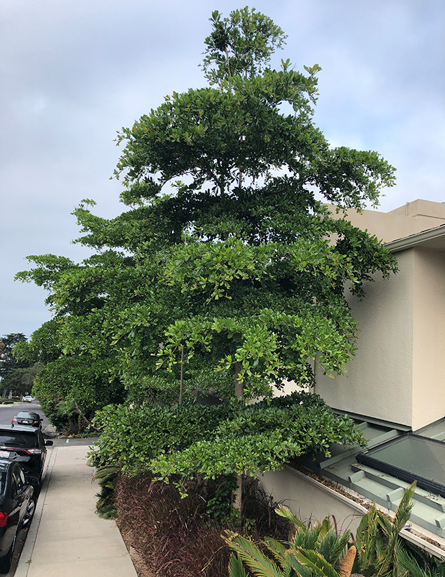 SelecTree: A Tree Selection Guide