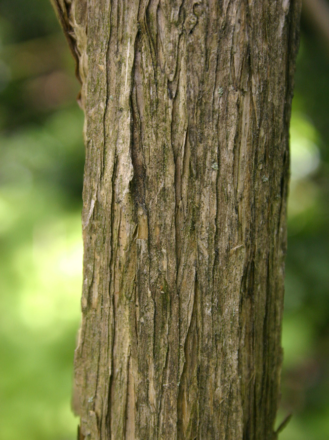 SelecTree: A Tree Selection Guide