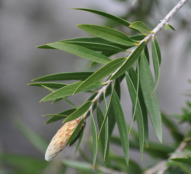 SelecTree: A Tree Selection Guide