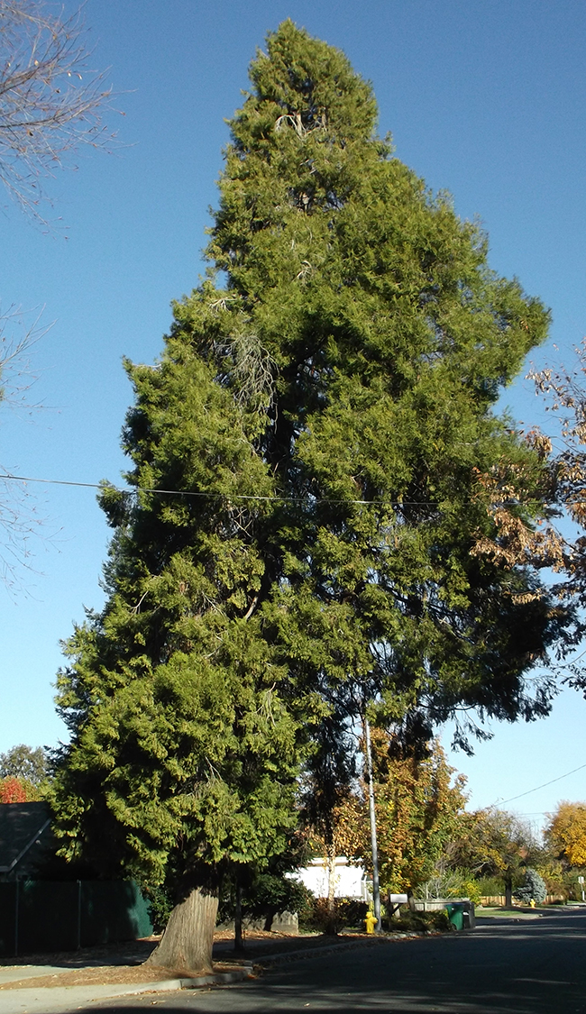 SelecTree: A Tree Selection Guide