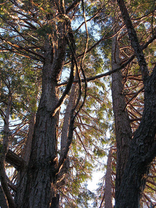 SelecTree: A Tree Selection Guide