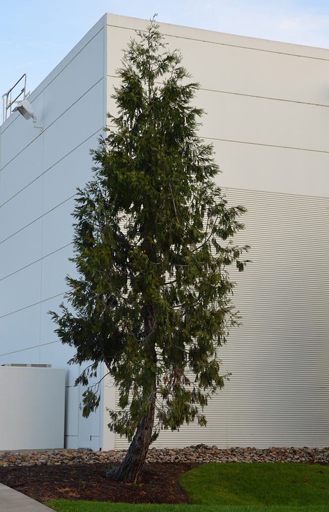 SelecTree: A Tree Selection Guide