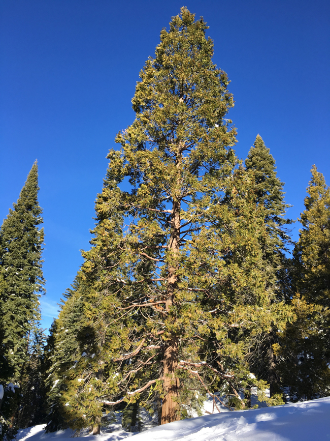 SelecTree: A Tree Selection Guide