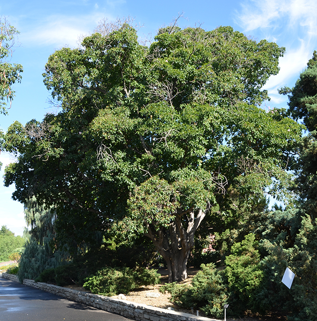 SelecTree: A Tree Selection Guide
