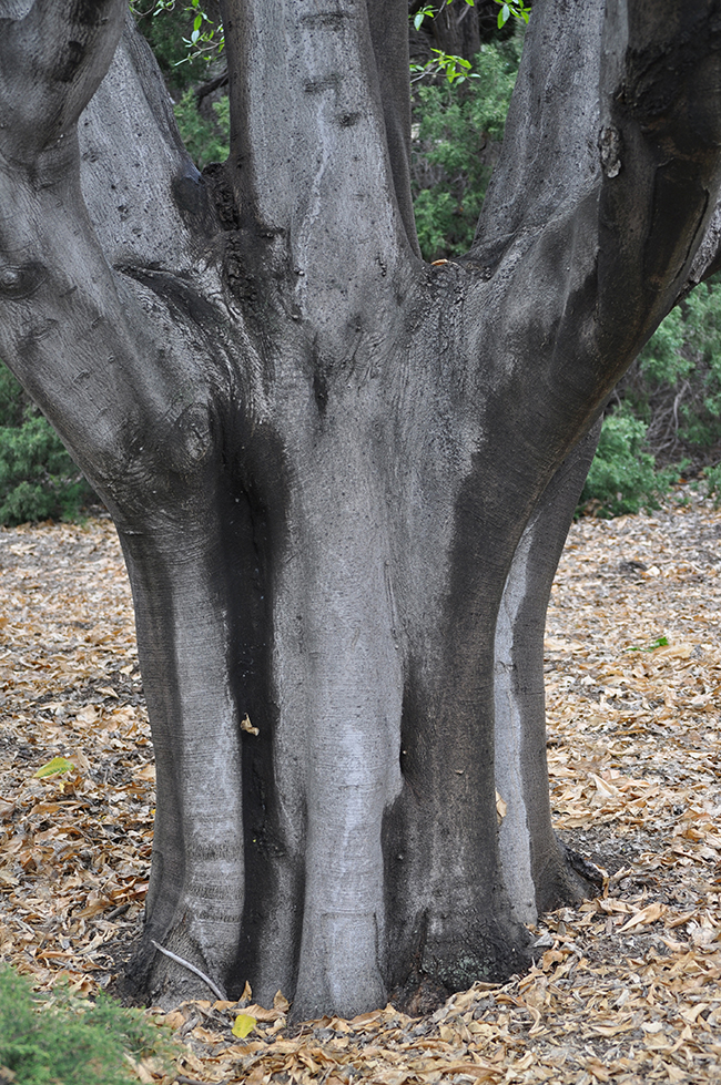 Tree Clemonds SelecTree: A Tree Selection Guide