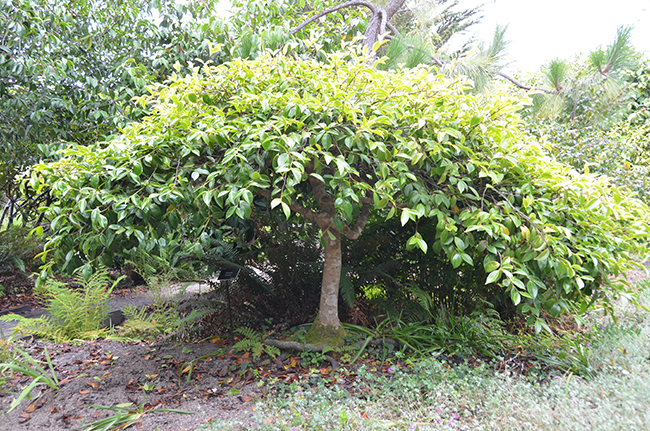 SelecTree: A Tree Selection Guide