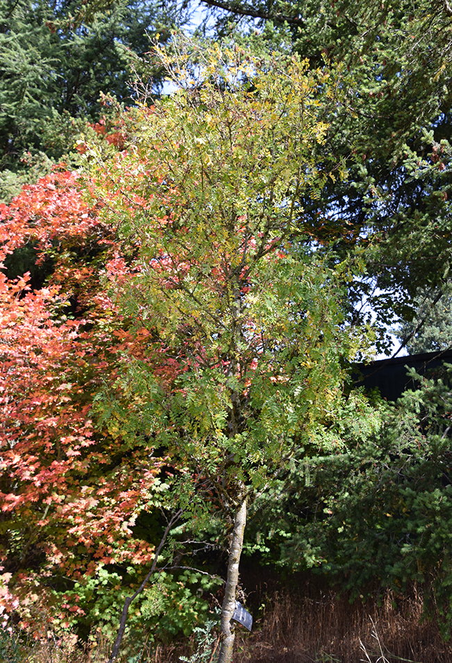 Agora Tree SelecTree: A Tree Selection Guide