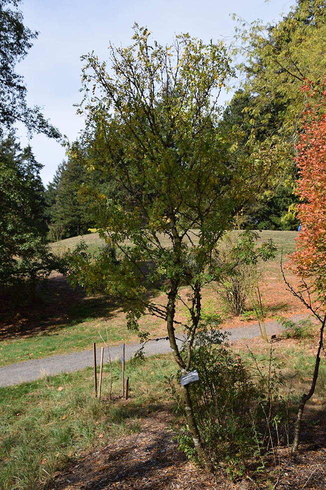 SelecTree: A Tree Selection Guide