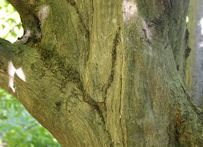 SelecTree: A Tree Selection Guide