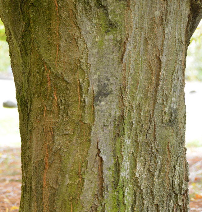 SelecTree: A Tree Selection Guide
