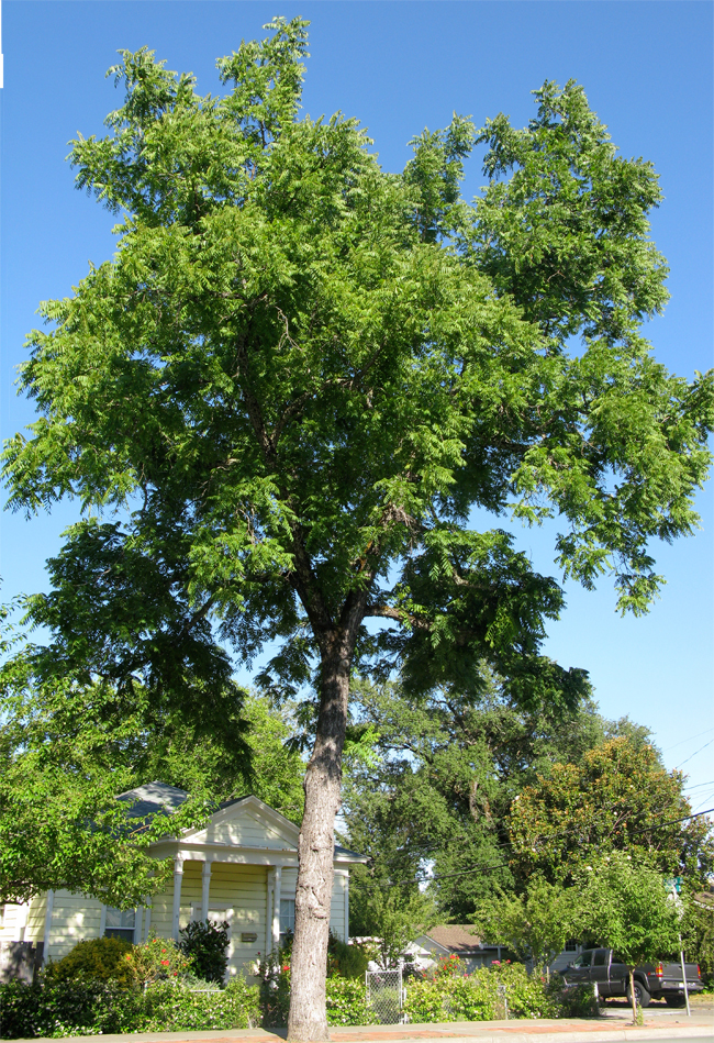 SelecTree: A Tree Selection Guide