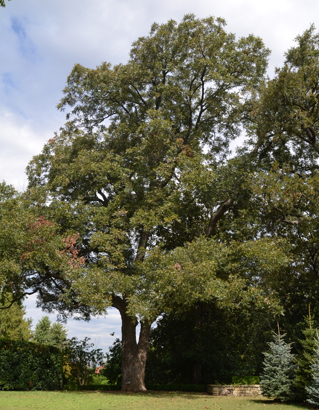 SelecTree: A Tree Selection Guide