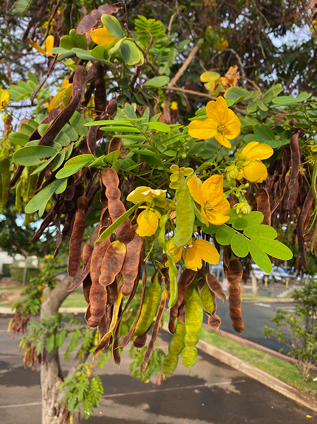 Senjet Tree SelecTree: A Tree Selection Guide