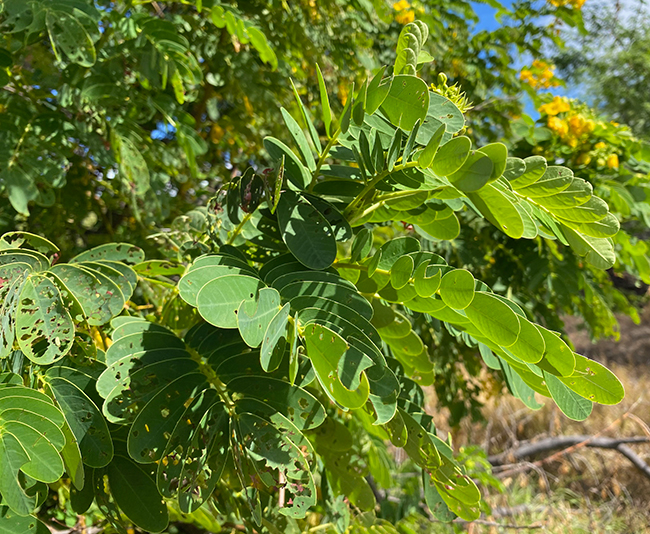Senjet Tree SelecTree: A Tree Selection Guide