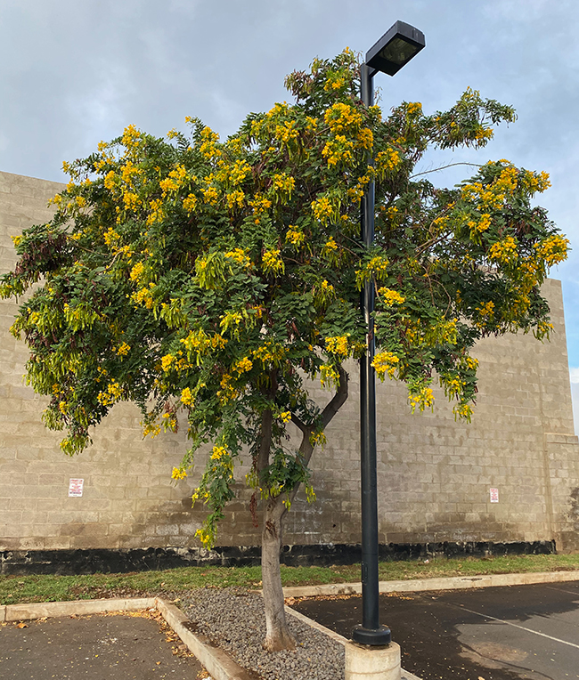 Senjet Tree SelecTree: A Tree Selection Guide