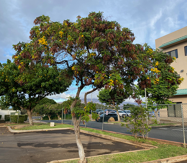 Syner Tree SelecTree: A Tree Selection Guide
