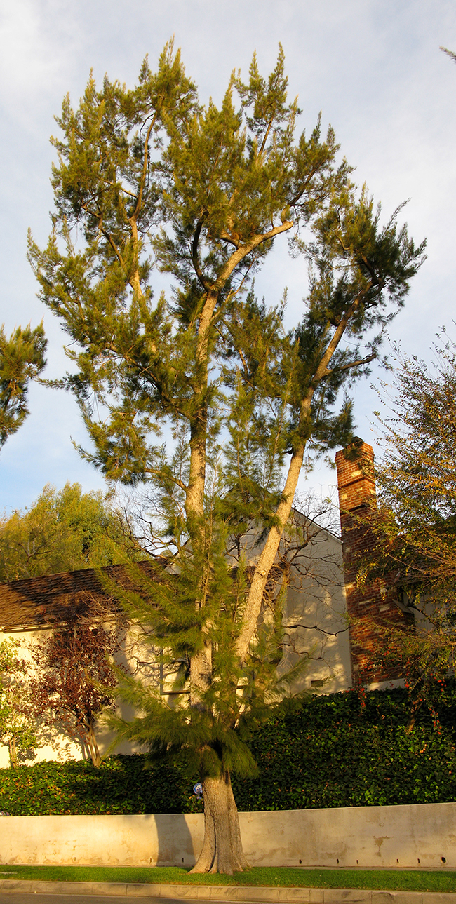 SelecTree: A Tree Selection Guide