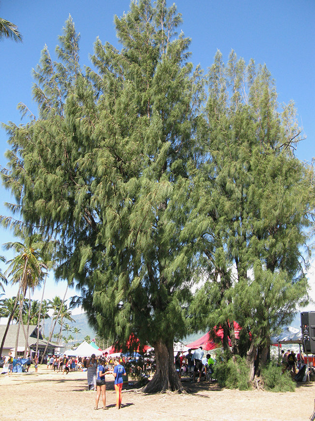 SelecTree: A Tree Selection Guide