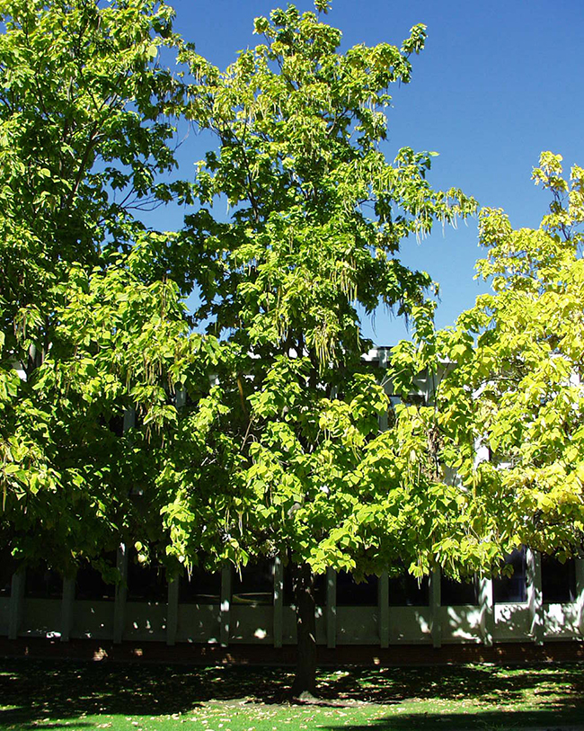 SelecTree: A Tree Selection Guide