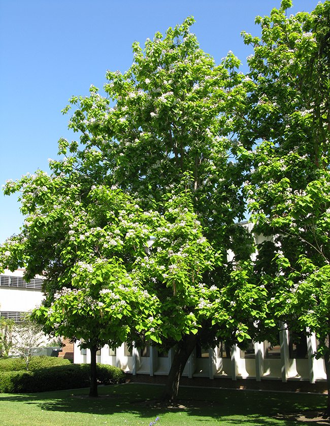 SelecTree: A Tree Selection Guide