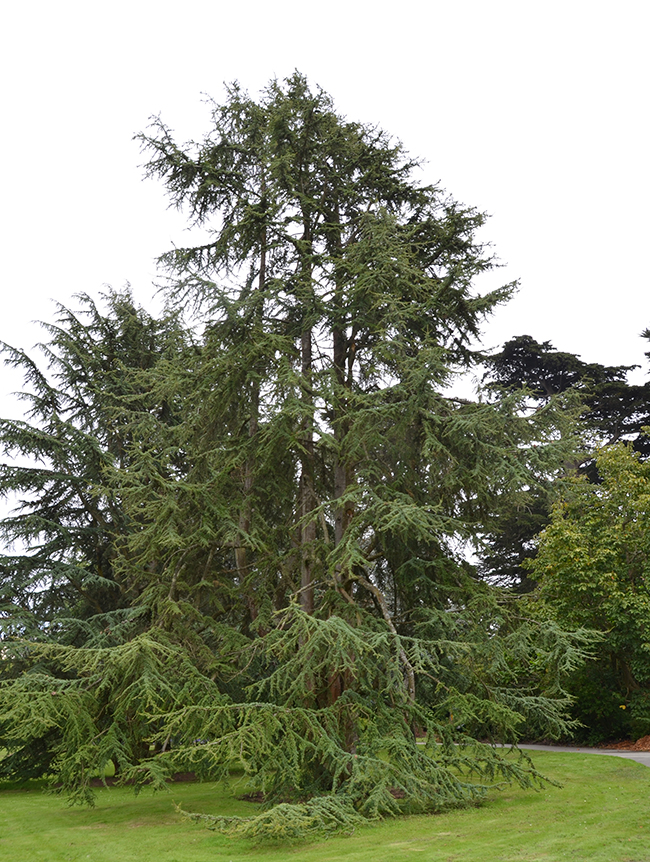 SelecTree: A Tree Selection Guide