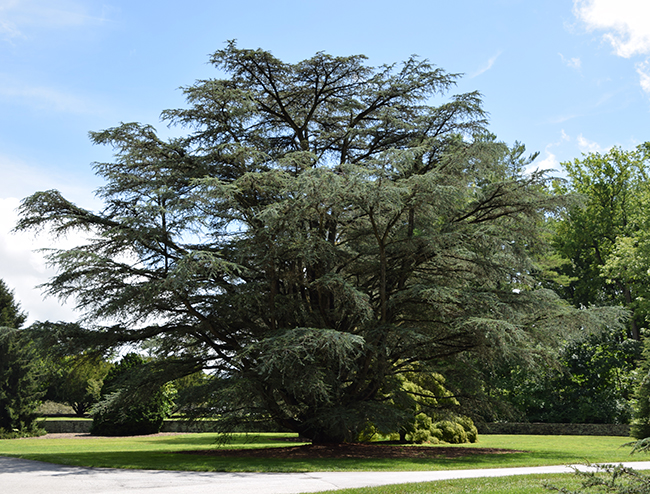 SelecTree: A Tree Selection Guide