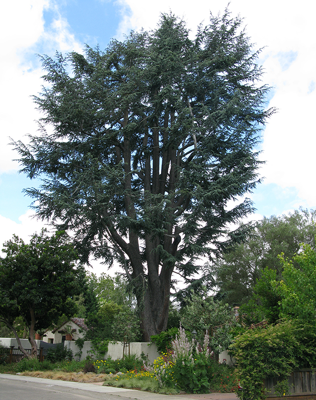 Cyde Tree SelecTree: A Tree Selection Guide