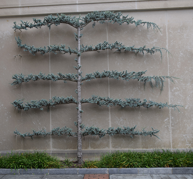 SelecTree: A Tree Selection Guide