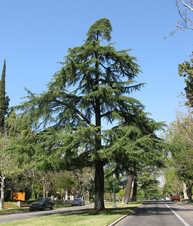 SelecTree: A Tree Selection Guide