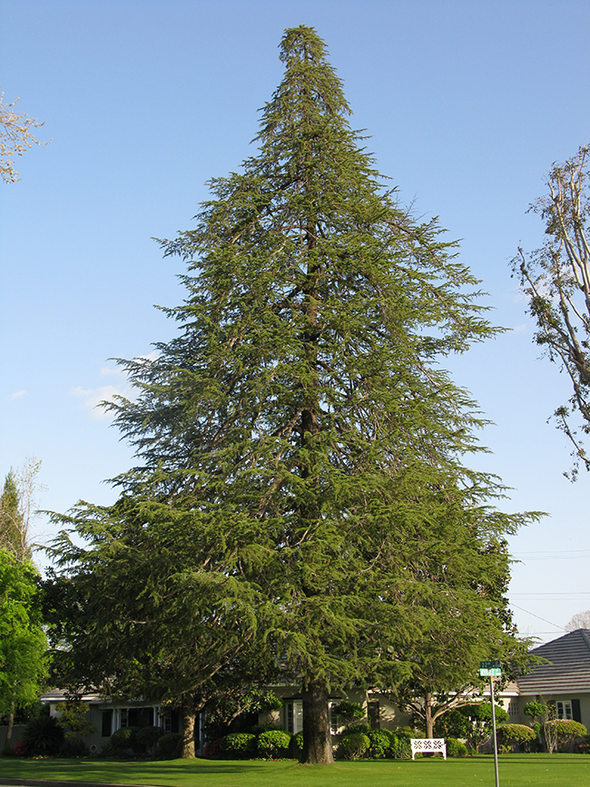 Cyde Tree SelecTree: A Tree Selection Guide