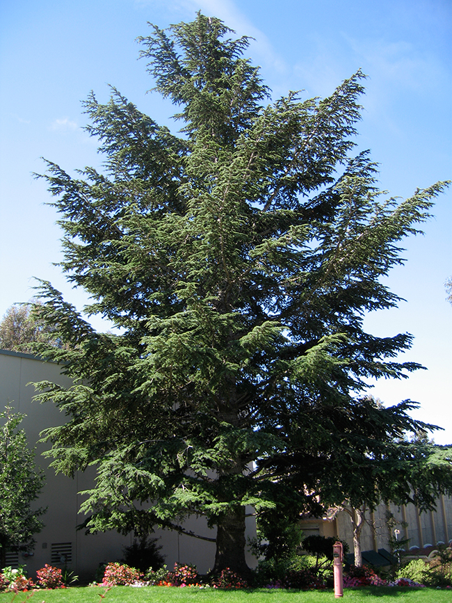 SelecTree: A Tree Selection Guide