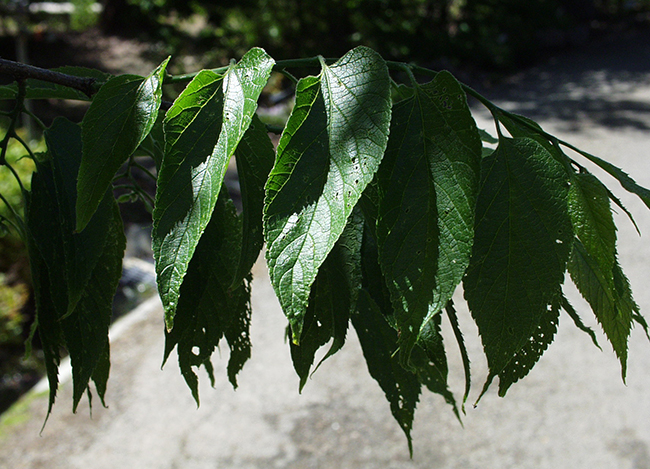SelecTree: A Tree Selection Guide