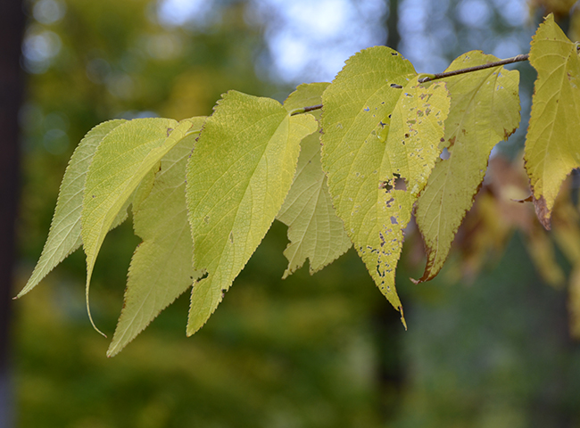 SelecTree: A Tree Selection Guide