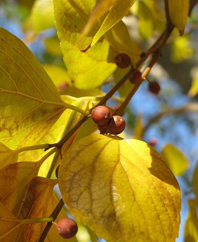 SelecTree: A Tree Selection Guide