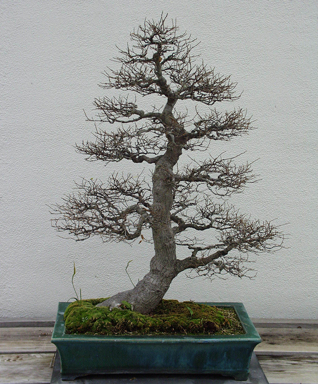 SelecTree: A Tree Selection Guide
