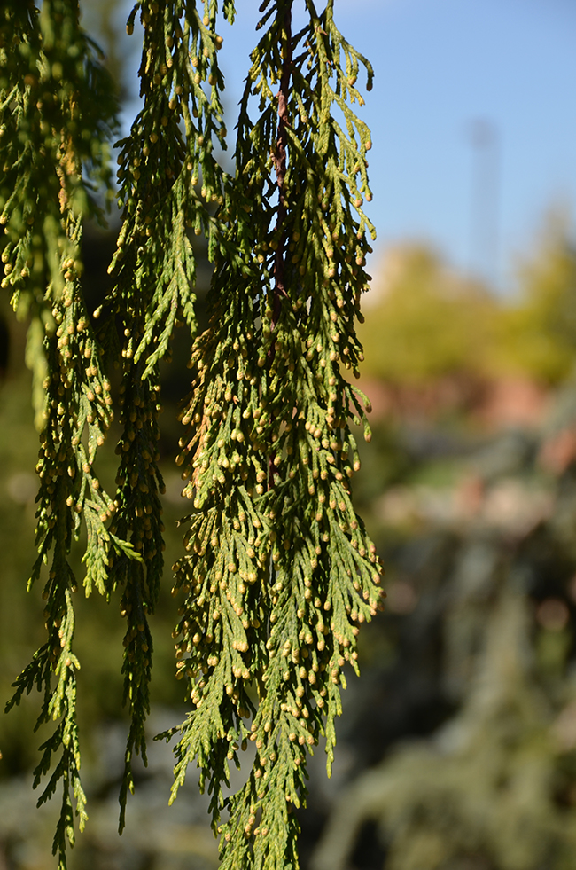 SelecTree: A Tree Selection Guide